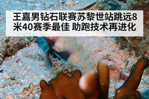 王嘉男钻石联赛苏黎世站跳远8米40赛季最佳 助跑技术再进化